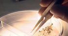Major breakthrough in Malaria fight