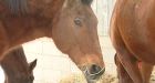 Man who plead guilty to having sex with horse released from prison