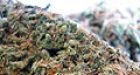 U.S. pot insurance has Canadian growers green with envy
