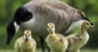 Workers cry fowl after goose eggs sprayed