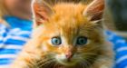 Judges rule piercing kittens is animal cruelty. No kidding