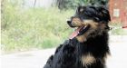 Dog sentenced to death by stoning