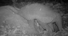 Rare giant armadillo photographed