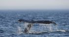 Software aims to stop whale crashes