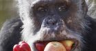 No more monkey business: U.S. panel recommends ending testing on chimpanzees
