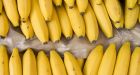 Oilsands snub sparks banana boycott