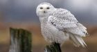 Snowy owls flock south to B.C. for rare appearance