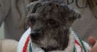 SPCA looks for owner of abandoned dog with tumour