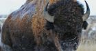 Wild bison could once again roam in Banff