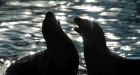 Sea lions found shot on Puget Sound, US officials say