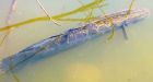B.C. 'Frankenfish' report being investigated