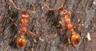 Fire ants invading B.C. gardens