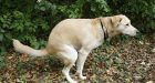 Dogs defecate in accordance with earth's magnetic field, research finds