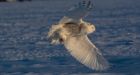 Snowy owls invade Ottawa area | CTV News
