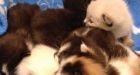 Vet costs drive pet owners to Duluth clinics