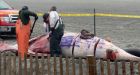 Dead whale washes ashore in N.J., gets tagged with graffiti