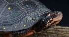 Ontario turtles under attack by poachers and illegal wildlife trade