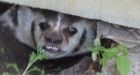 Badger under the doorstep terrifies St. Albert woman