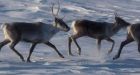 Caribou habitat in Alberta ravaged beyond repair