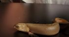 Walking bichir fish may reveal how vertebrates moved onto land