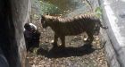 White tiger kills young man who climbed into animal�s moat-surrounded enclosure at Delhi zoo (Warning: Graphic Video)