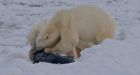 Polar bears push Halloween activities indoors in Arviat, Nunavut