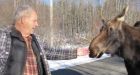 Friendly moose put down by wildlife officer in Tweedside, N.B.