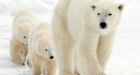 Polar bears' stinky feet may help attract mates: study