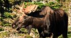 Shooting moose with paintball guns: a plan to target winter tick infestation
