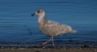 Vancouver oil spill reaches West Vancouver's Sandy Cove