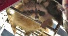 Raccoon climbs 213 metres up Toronto condo tower