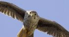 Record levels of pollutants found in a hawk in Langley, Study