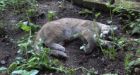Vancouver cougar killed after attacking local animals