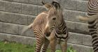 Edmonton Valley Zoo celebrates birth of zebra foal