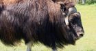 Alaska creates hunt for doomed musk oxen floating on sea ice