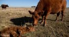 China �cloning factory� to produce cattle, racehorses and pets