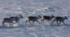 Inuit worried after Nunavut drops opposition to mines on caribou calving grounds | CTV News