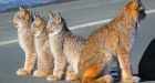 Leisurely lynx surprise Yukon photographers