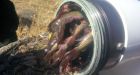 Nova Scotia firefighters battling Aylesford blaze find hydrant clogged with fish