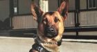 Police dog bites Calgary boy