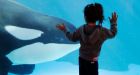 SeaWorld orca breeding ban disappoints some scientists
