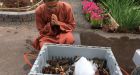 P.E.I. monks buy 600 lbs of lobster to release them into ocean