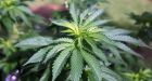 Cannabinoid hyperemesis: Mysterious marijuana malady afflicting long-time pot smokers