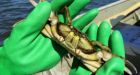 Invasive green crab targeted by new ecotourism campaign
