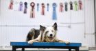 Deaf dog once called 'untrainable' wins champion agility title