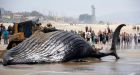 Dead whale that keeps floating to California coast may have returned