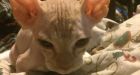 Not what you sphynx: Women bought pricey, hairless felines that grew fur